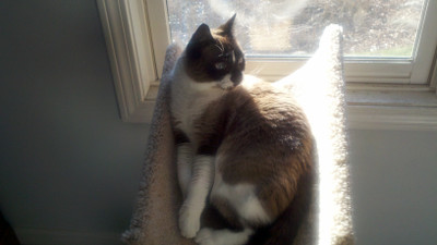 Where do indoor cats like to sleep and why?