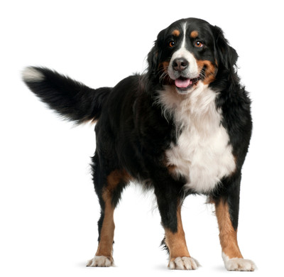 Reading Your Dog’s Body Language
