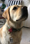 K9 Collar Bell for Dogs