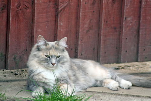 Care of the Barn Cat