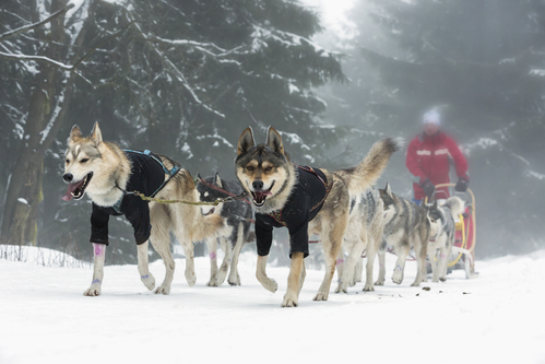 Keeping your dog active in the cold