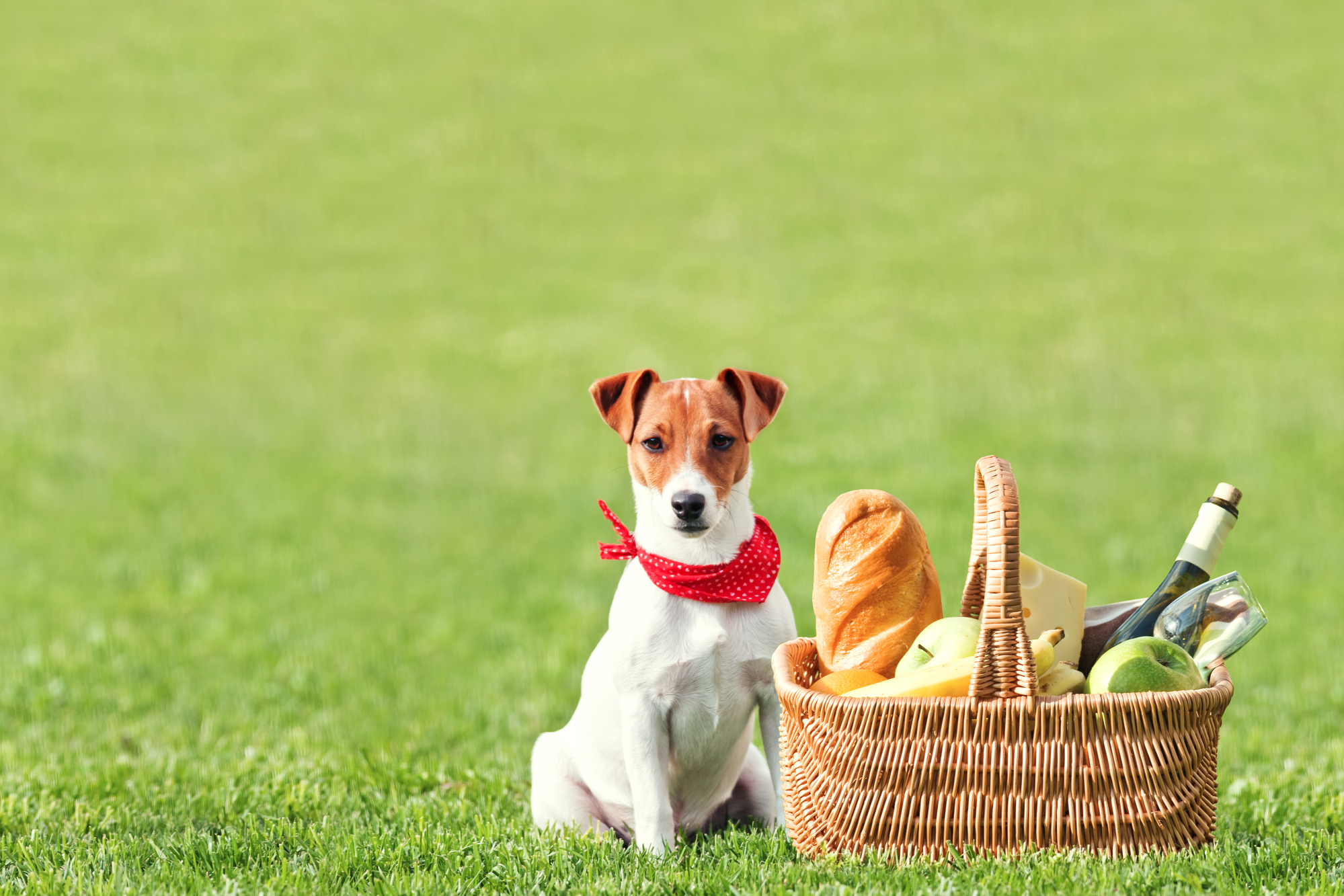 Taking your Dog on a Picnic