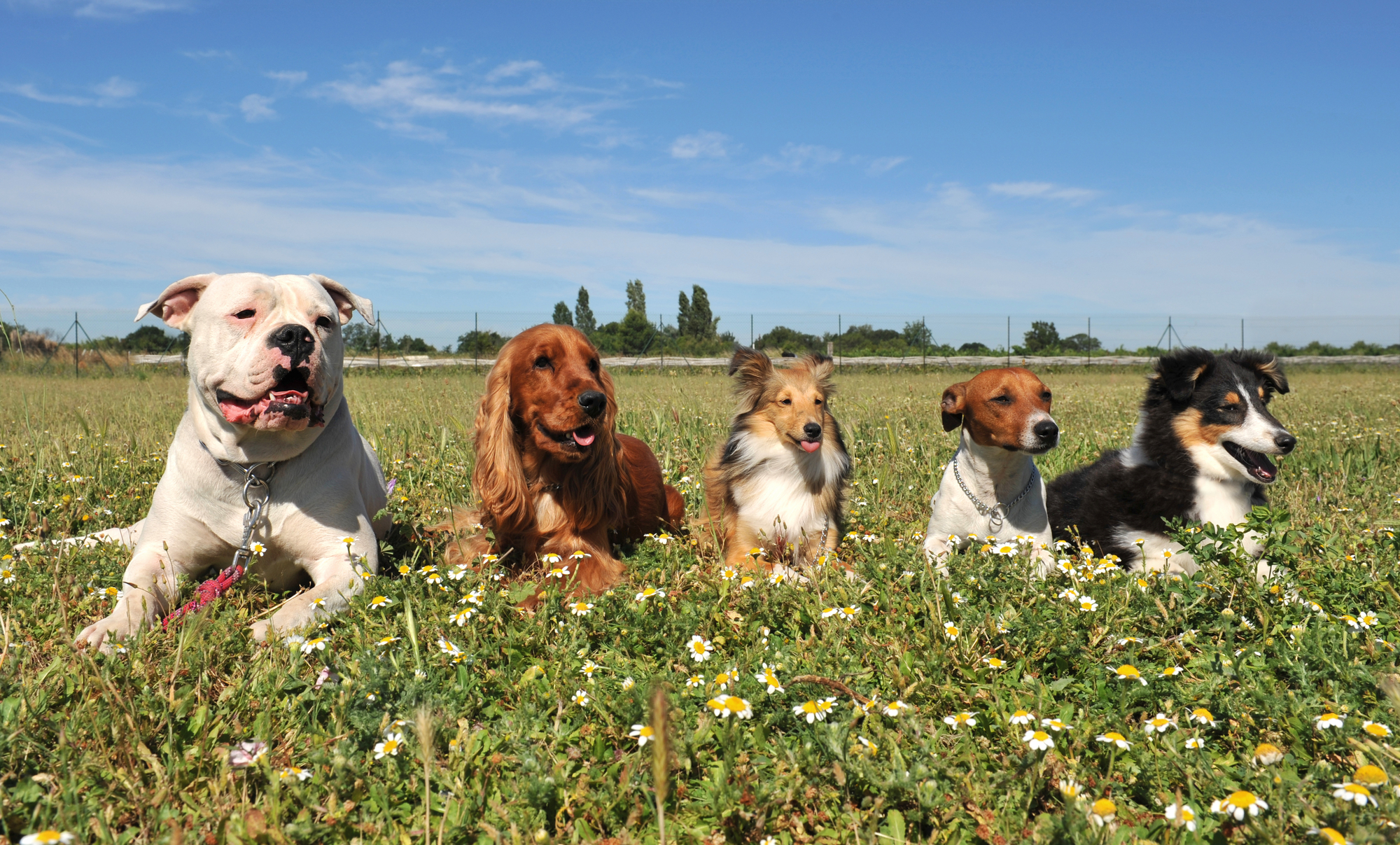 Another Month in Lockdown - Word Jumble for you and Bug Protection for Your Pet