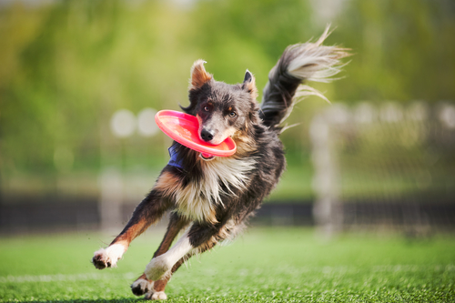 Choosing a dog breed for outdoor activities