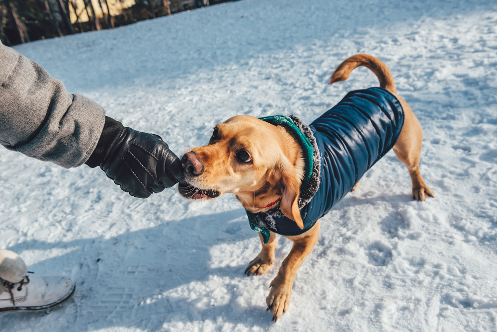 do dogs need boots for winter