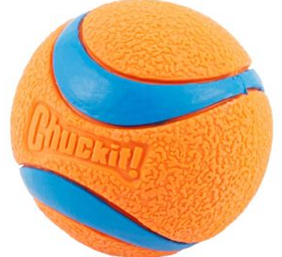Orange and Blue Dog Play Ball