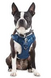 Blue Dog Harness