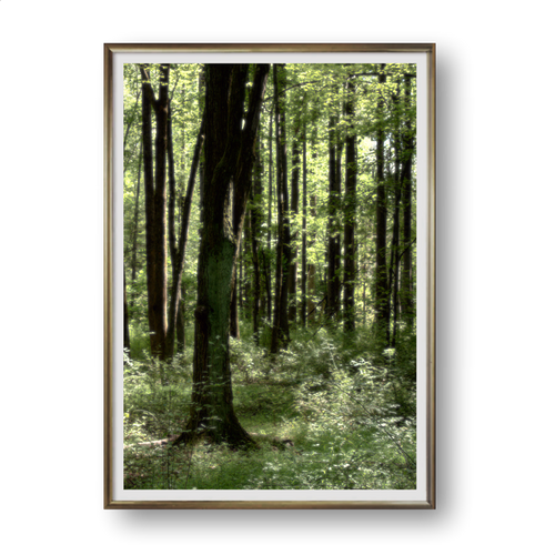 Forest trees prints and photography