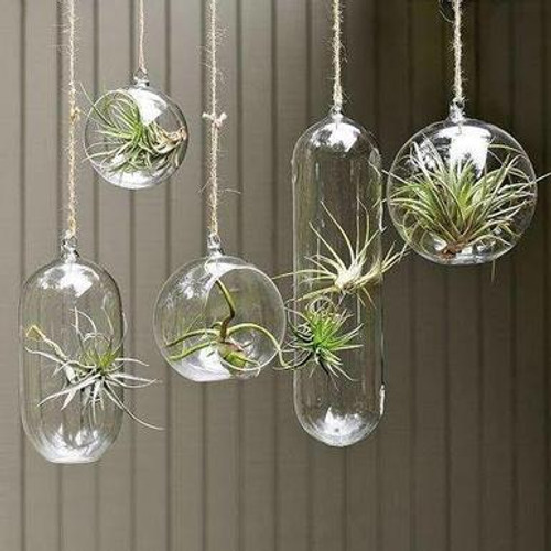 Hanging Glass Plant Terrariums