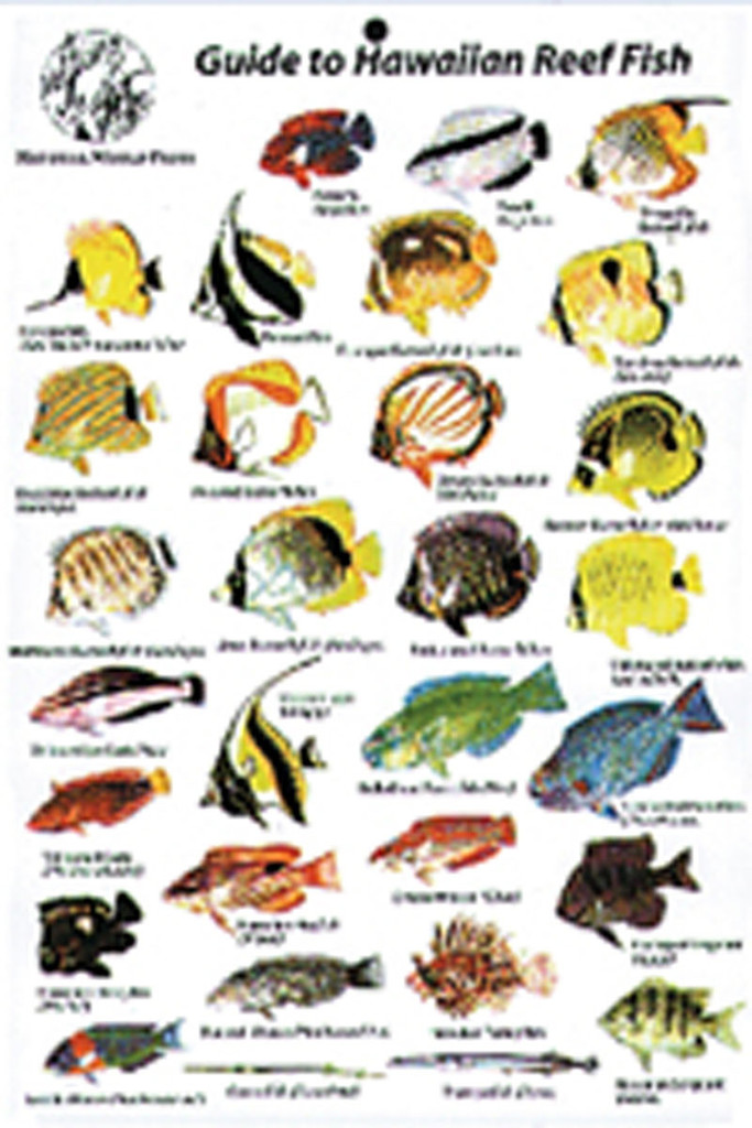 Guide to Reef Fish Hawaiian Islands ID Card Travel 6x9 BK12