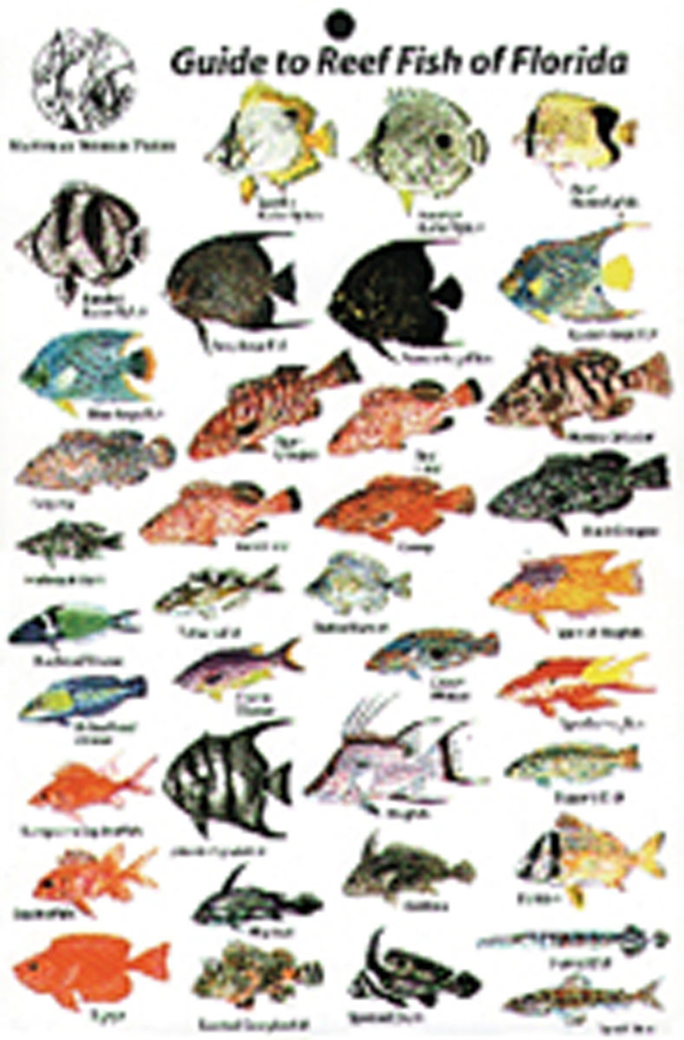 saltwater fish chart