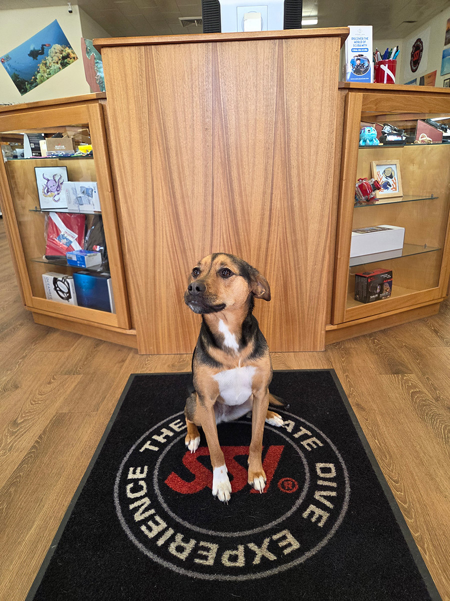 Sadie shop dog at Coral Sea Scuba in Grants Pass Oregon