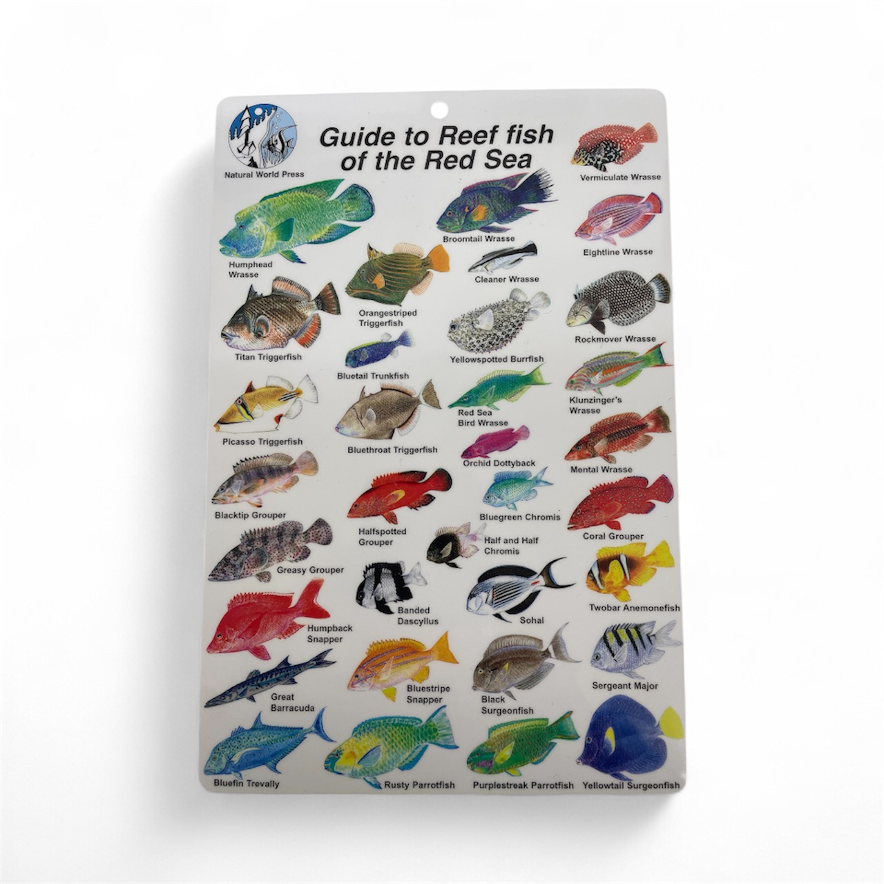 Guide to Reef Fish Red Sea ID Card Travel 6x9 BK17 - Coral Sea