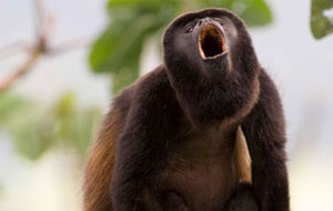 Costa Rica Adventure 2022 Costa Rica Adventure 2022