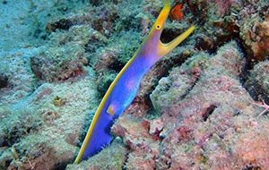 North Sulawesi Indonesia Adventure North Sulawesi Indonesia Adventure