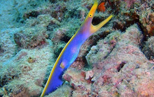 North Sulawesi Indonesia Adventure 2020 North Sulawesi Indonesia Adventure 2020