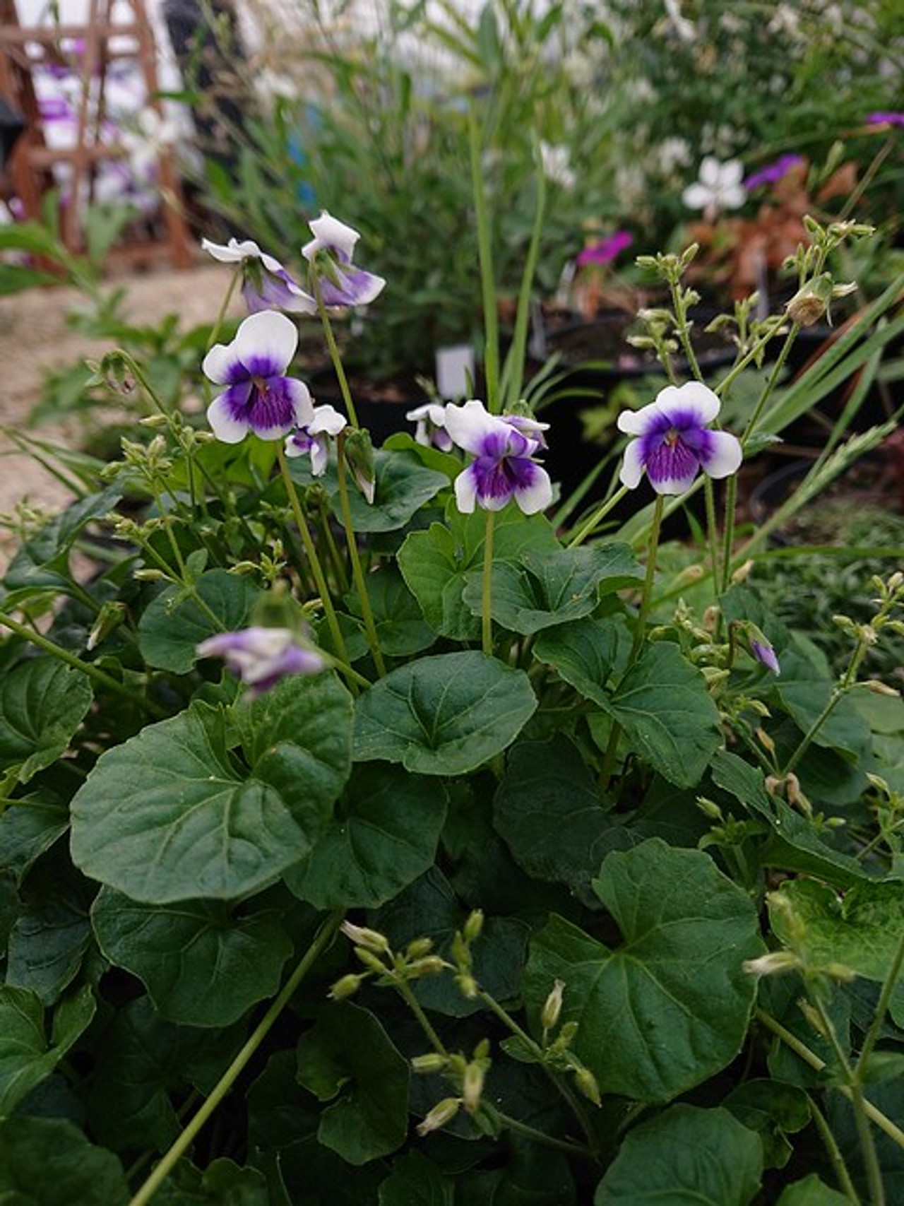 Buy Violet Plants From Shire Plants English Devon And Sweet Violets