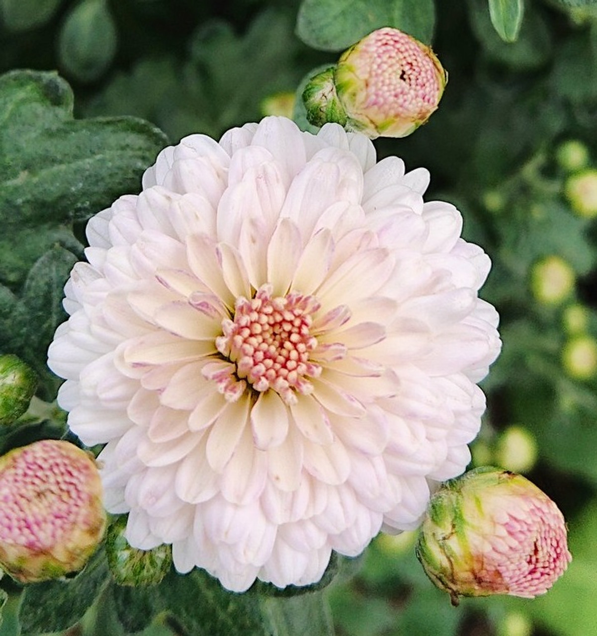 Chrysanthemum Cut Flower Bloom and Spray Collection from Woolmans