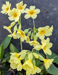 Oxlips