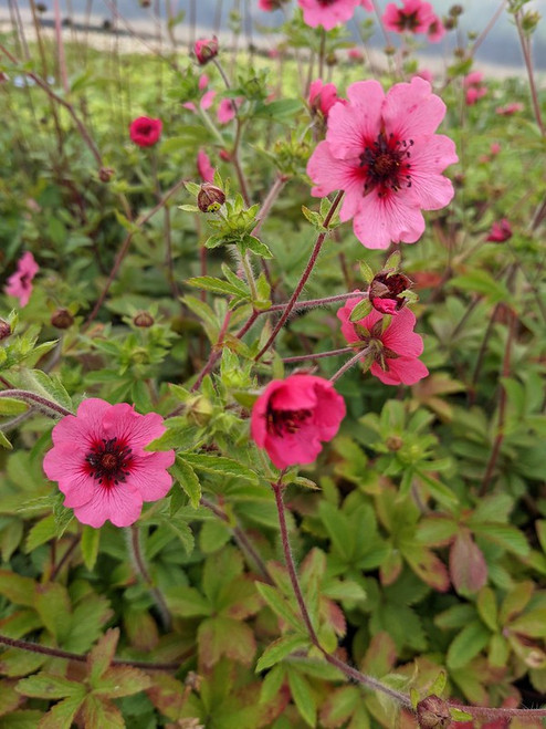 Potentilla nepalensis 'Miss Willmott'