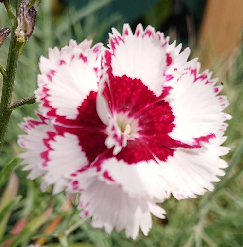 Dianthus 'Painted Lady'