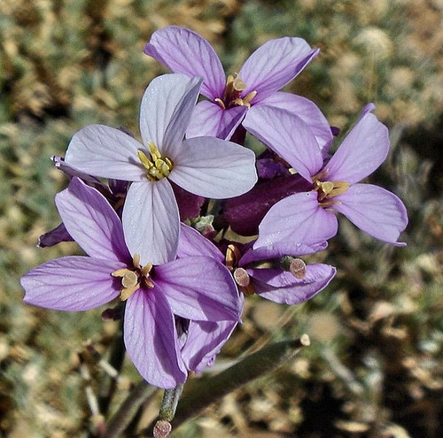 Erysimum scoparium