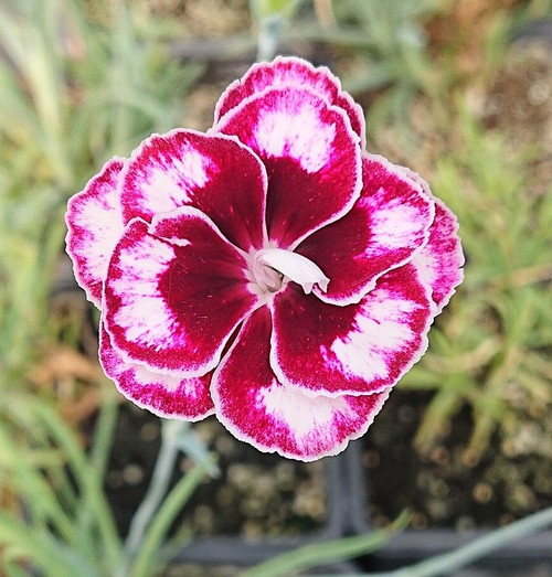 Dianthus 'London Brocade'