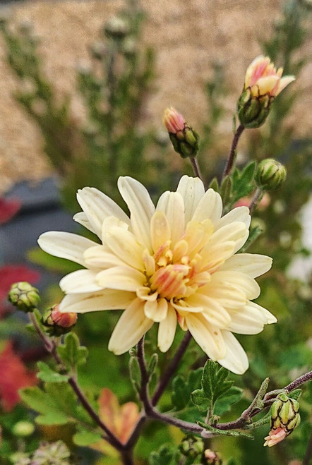 Chrysanthemum 'E.h. Wilson'