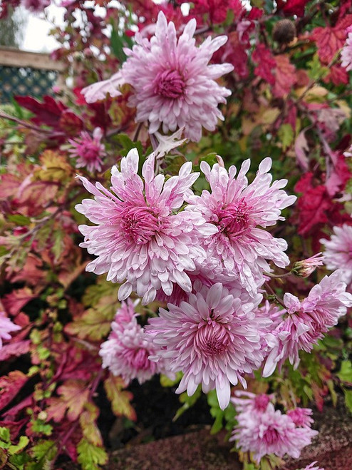 Chrysanthemum 'Emperor of China'