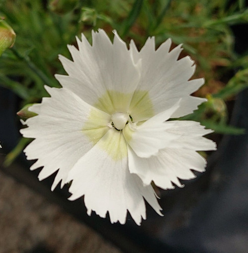 Dianthus 'Musgrave's Pink'