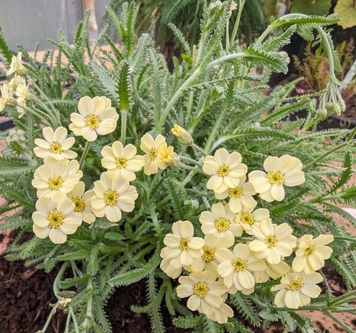 Achillea × lewisii 'King Edward'