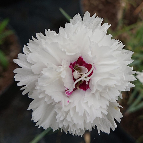 Dianthus 'Sops in Wine 1'