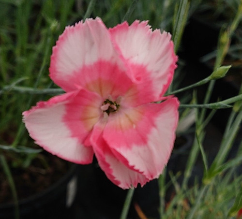 Dianthus 'Old Square Eyes'