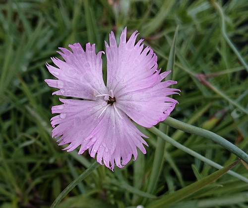 Dianthus spiculifolius