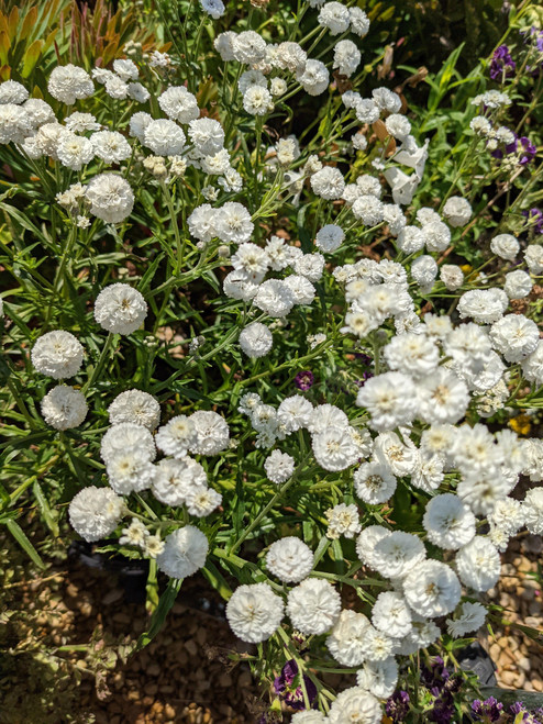 Achillea ptarmica 'Double Diamond'