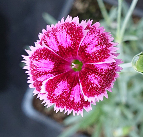 Dianthus 'Gold Dust'