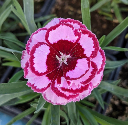 Dianthus 'Lancing Supreme'