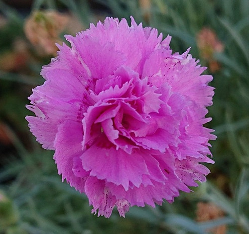 Dianthus 'Whatfield Cancan'