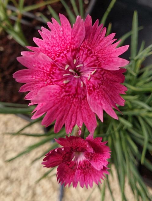 Dianthus 'Whatfield Ruby'