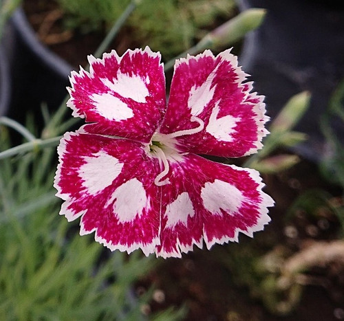 Dianthus 'Sops in Wine 2'