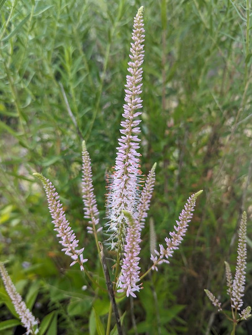 Veronicastrum virginicum f. roseum