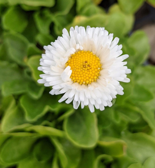 Bellis perennis alba