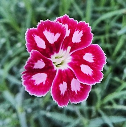 Dianthus 'Queen of Henri'