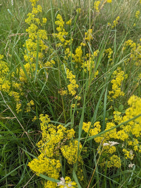 Galium verum (Lady's Bedstraw)