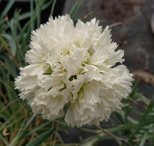 Dianthus 'Mrs Sinkins'