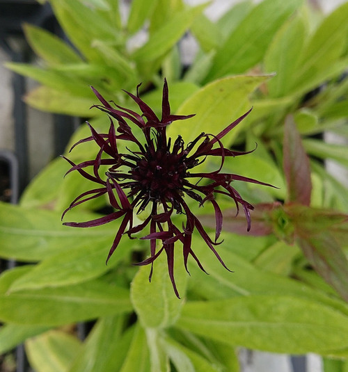 Centaurea montana 'Black Sprite'