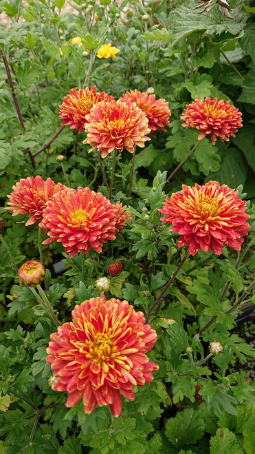 Chrysanthemum 'Rumpelstilzchen' from Shire Plants