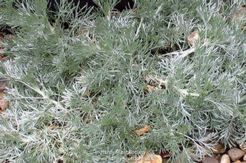 Artemisia schmidtiana 'Nana'