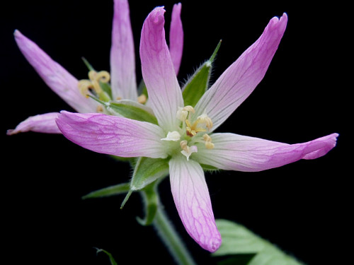 Geranium × oxonianum f. thurstonianum 'Sherwood'