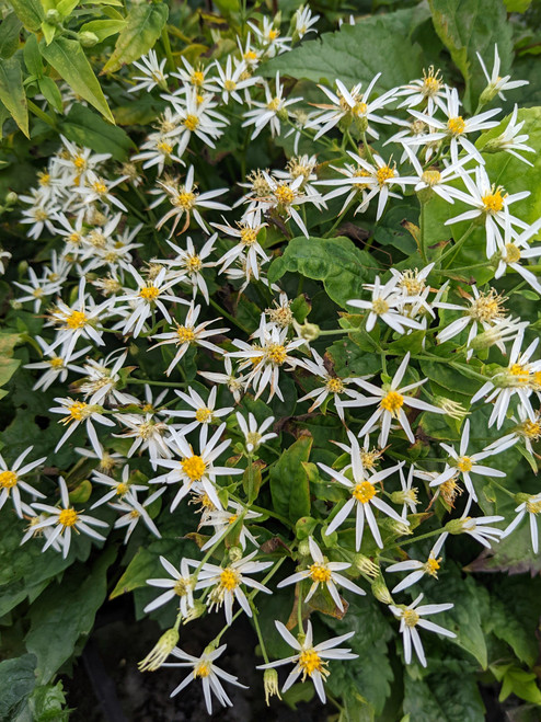 Eurybia divaricata (Wood Aster)